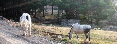 Pferde in Kastilien-Léon