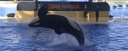 Orca Show im Loro Parque